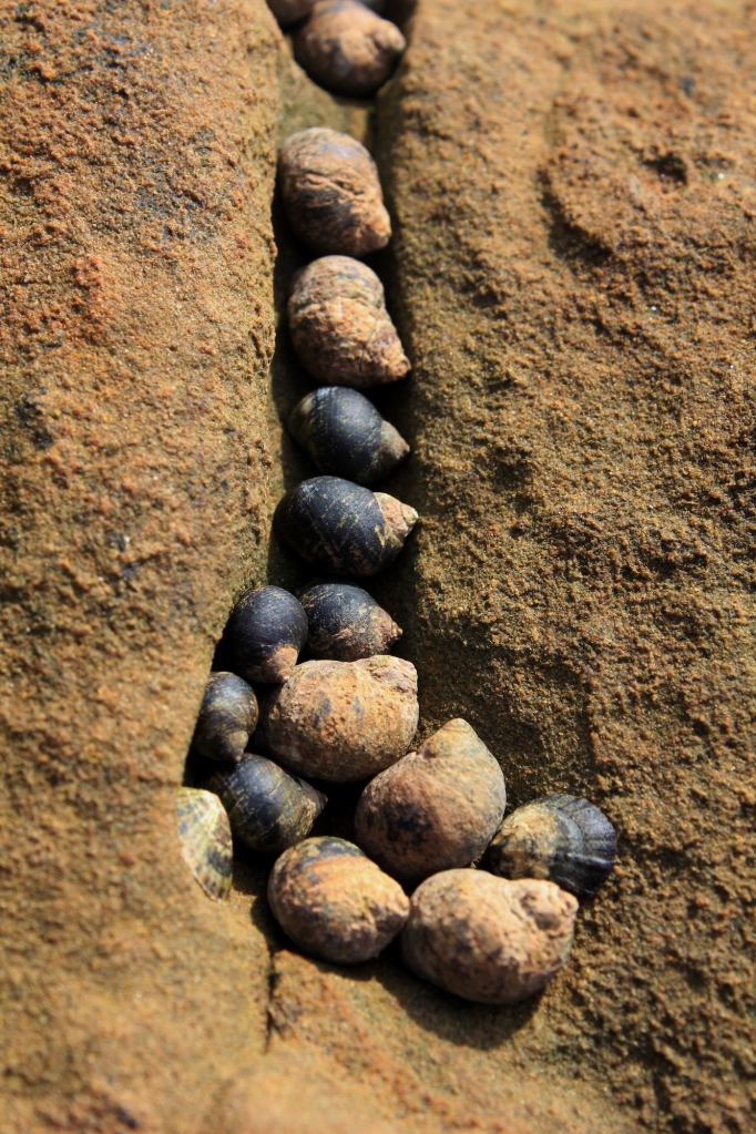 Sea snails, Cabrillo National Monument
© JL Colomb